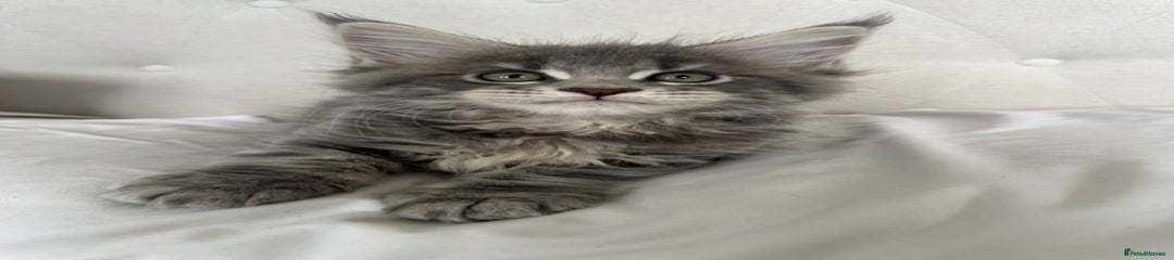 Baloo ( silver tabby with light ginger bits) 