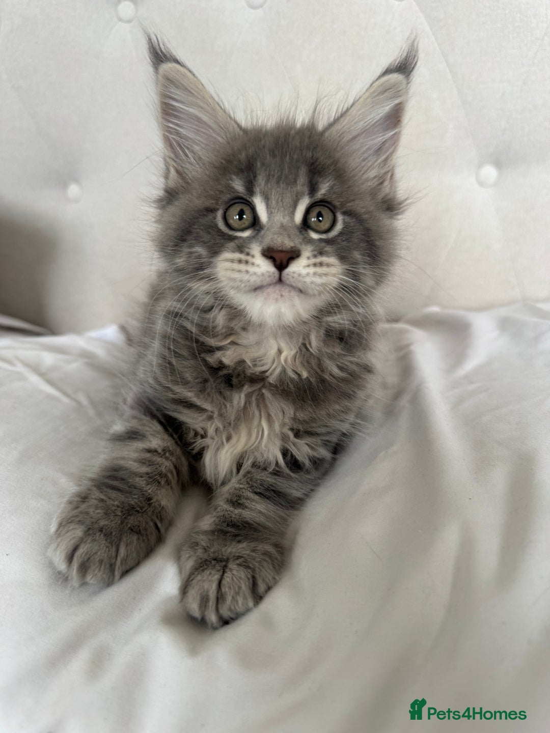 Maine Coon cats for sale: 4 big pure gorgeous Mainecoon boys  - Image 14