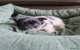 Mixed Breed dogs for sale: Jack Russel x pomeranian - Image 6