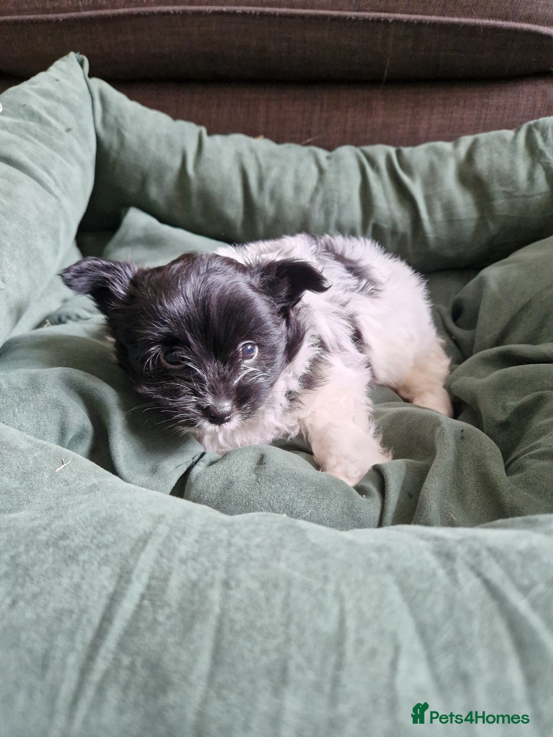 Mixed Breed dogs for sale: Jack Russel x pomeranian - Image 6