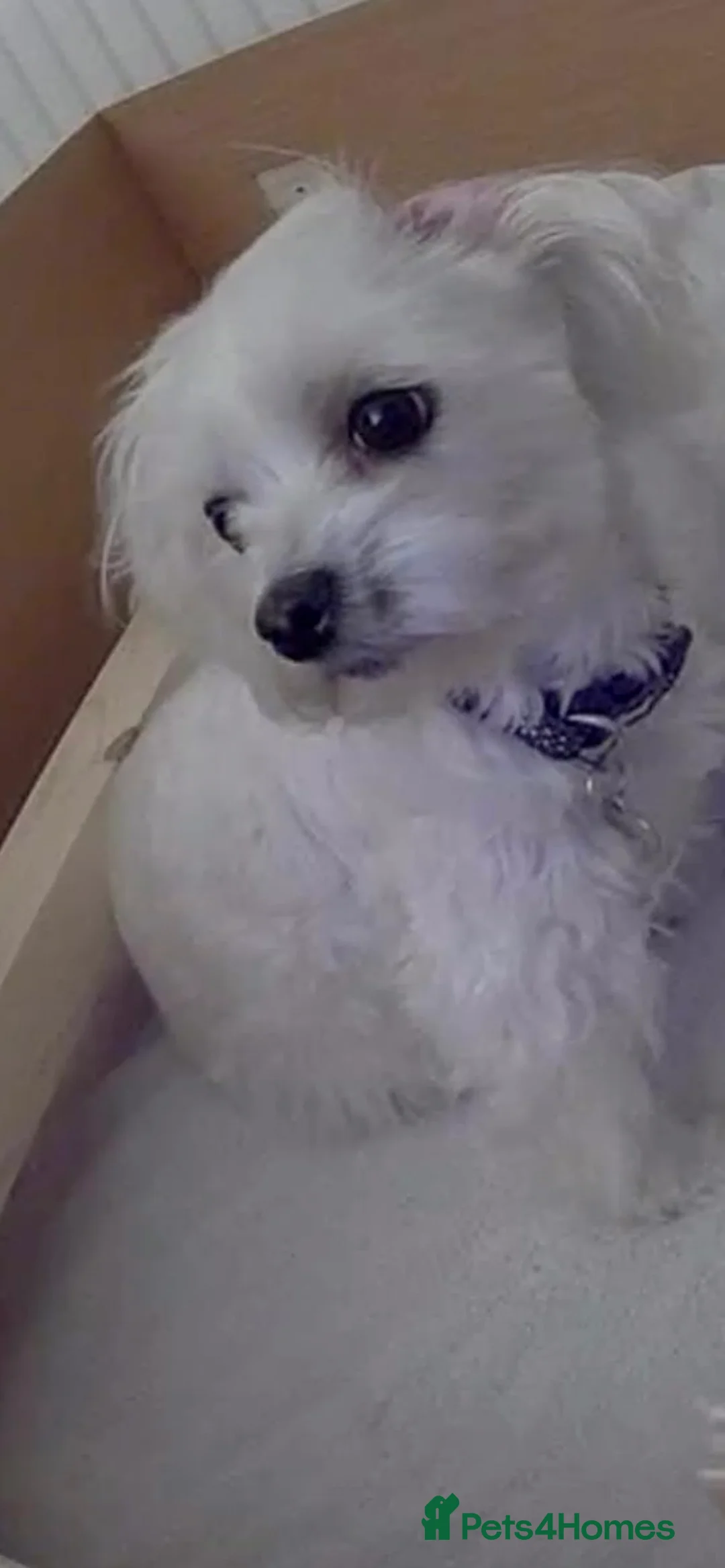 Maltipoo dogs for sale: Maltipoo F1  - Advert 2