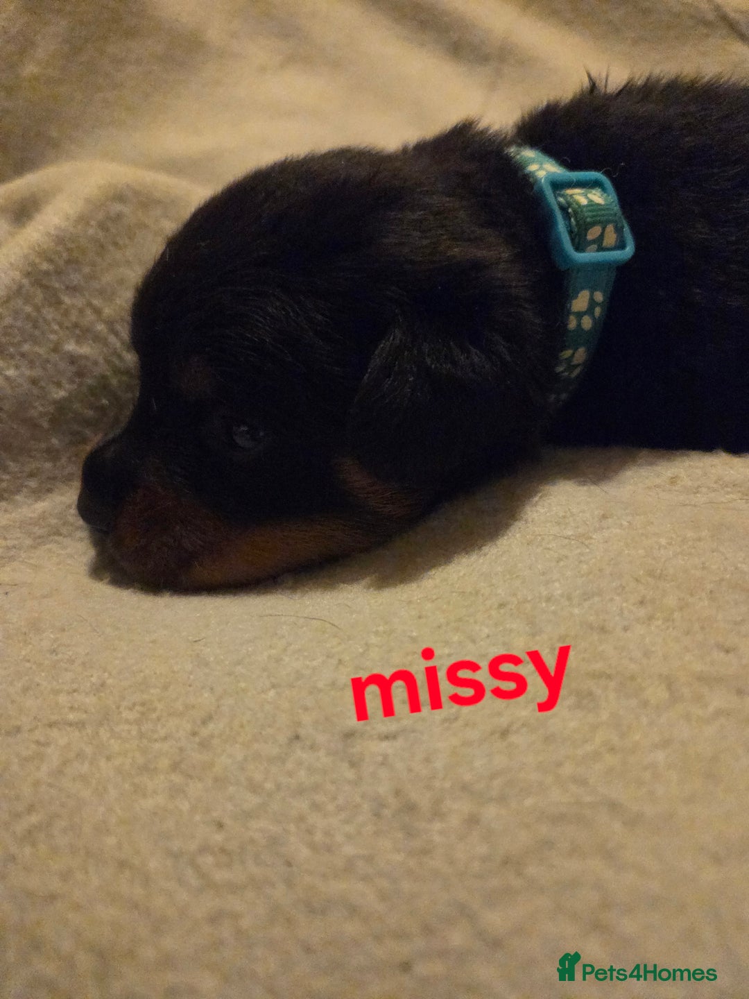 Rottweiler dogs for sale: Rottweiler puppies - Advert 25