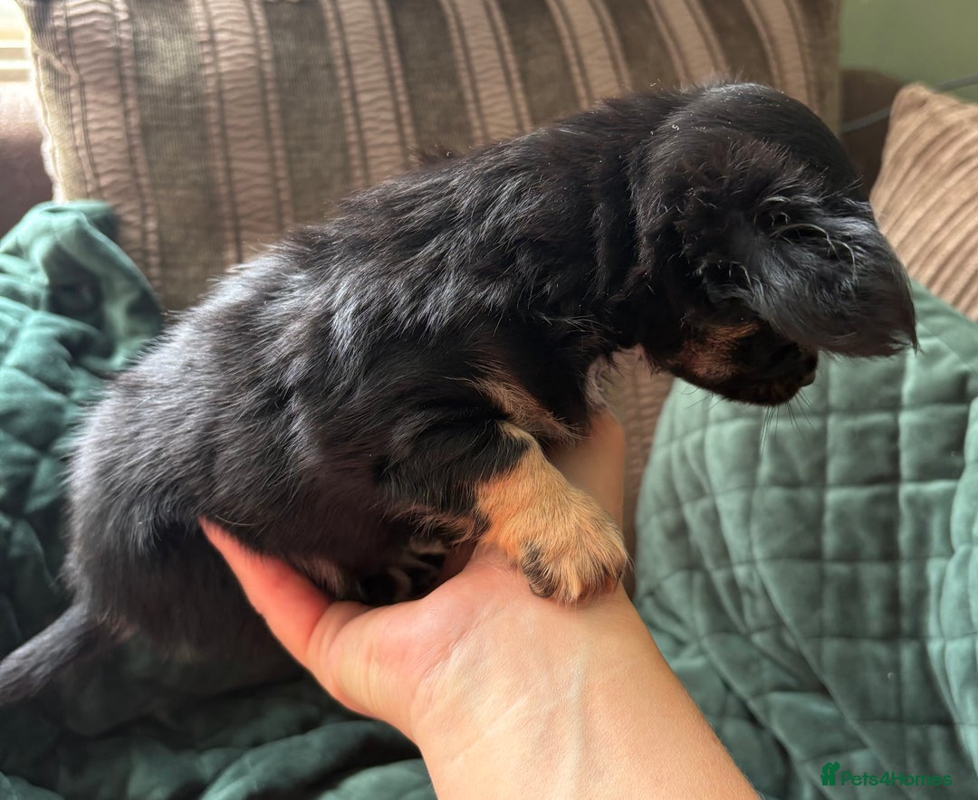 Chihuahua dogs for sale: Tiny Stunning Fluffy Chihuahua Puppy - Image 9