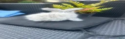 Angora rabbits for sale: Pure bred Angora bunnies £100 - Advert 2