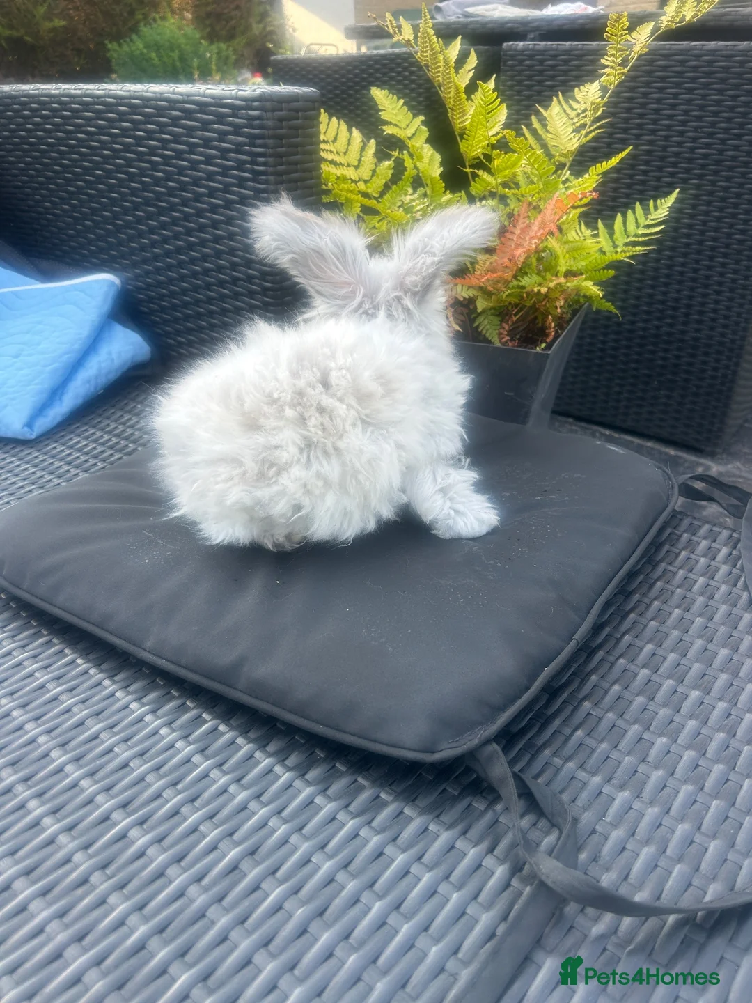 Angora rabbits for sale: Pure bred Angora bunnies £100 - Advert 2