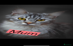 Maine Coon cats for sale: Full breed Mainecoon kittens ready 29th September  - Image 22
