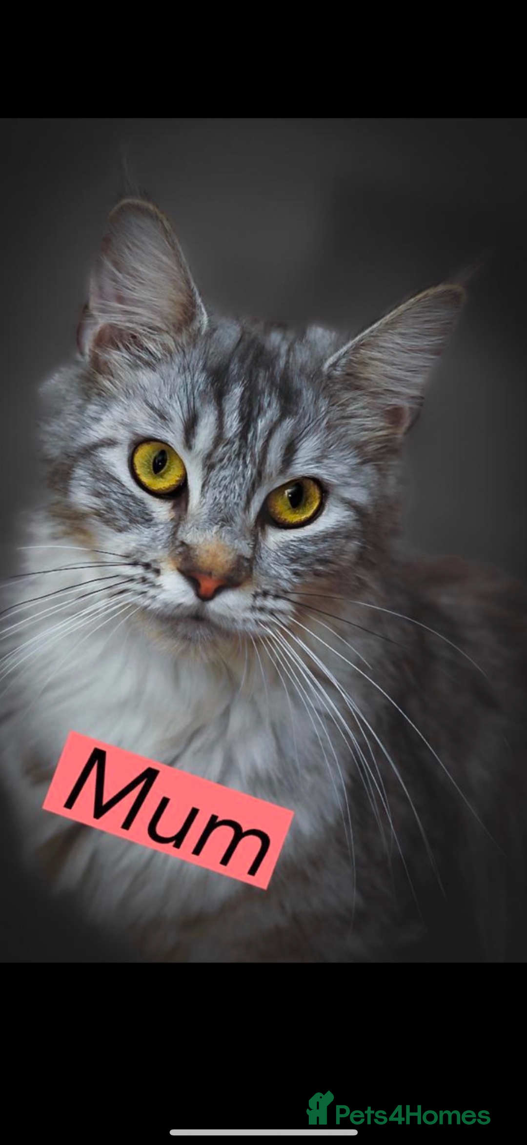 Maine Coon cats for sale: Full breed Mainecoon kittens ready 29th September  - Image 22
