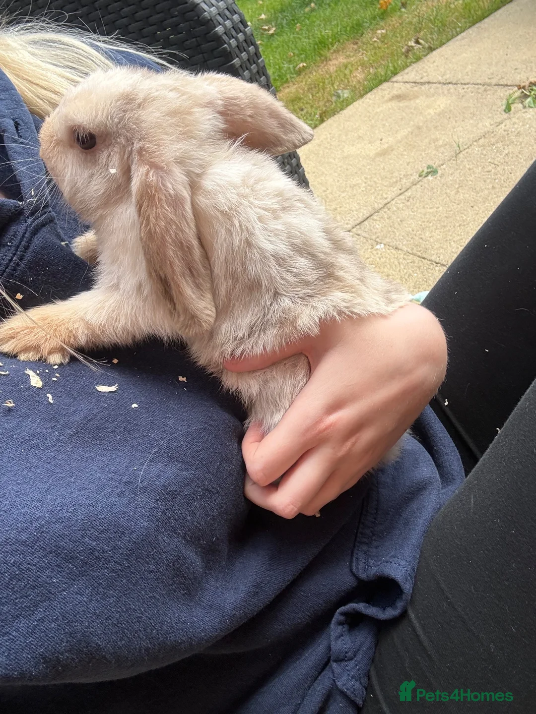 Mini Lop rabbits for sale: 3 mini Lops and full set up  - Advert 2