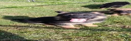 German Shepherd dogs for sale: Pure German shepherd puppies available  - Advert 8