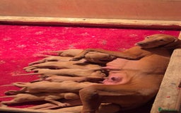 Hungarian Vizsla dogs for sale: Hungarian Vizsla puppies - Image 6