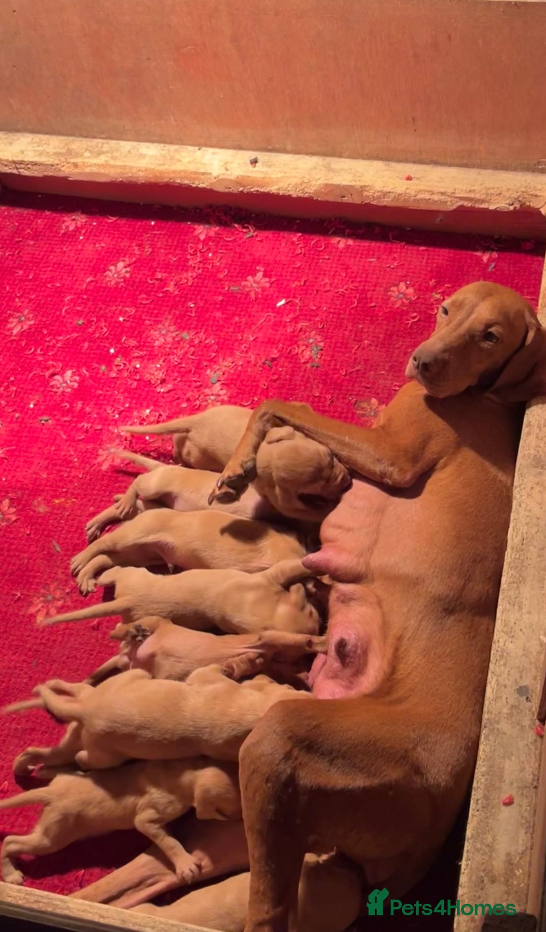 Hungarian Vizsla dogs for sale: Hungarian Vizsla puppies - Image 6