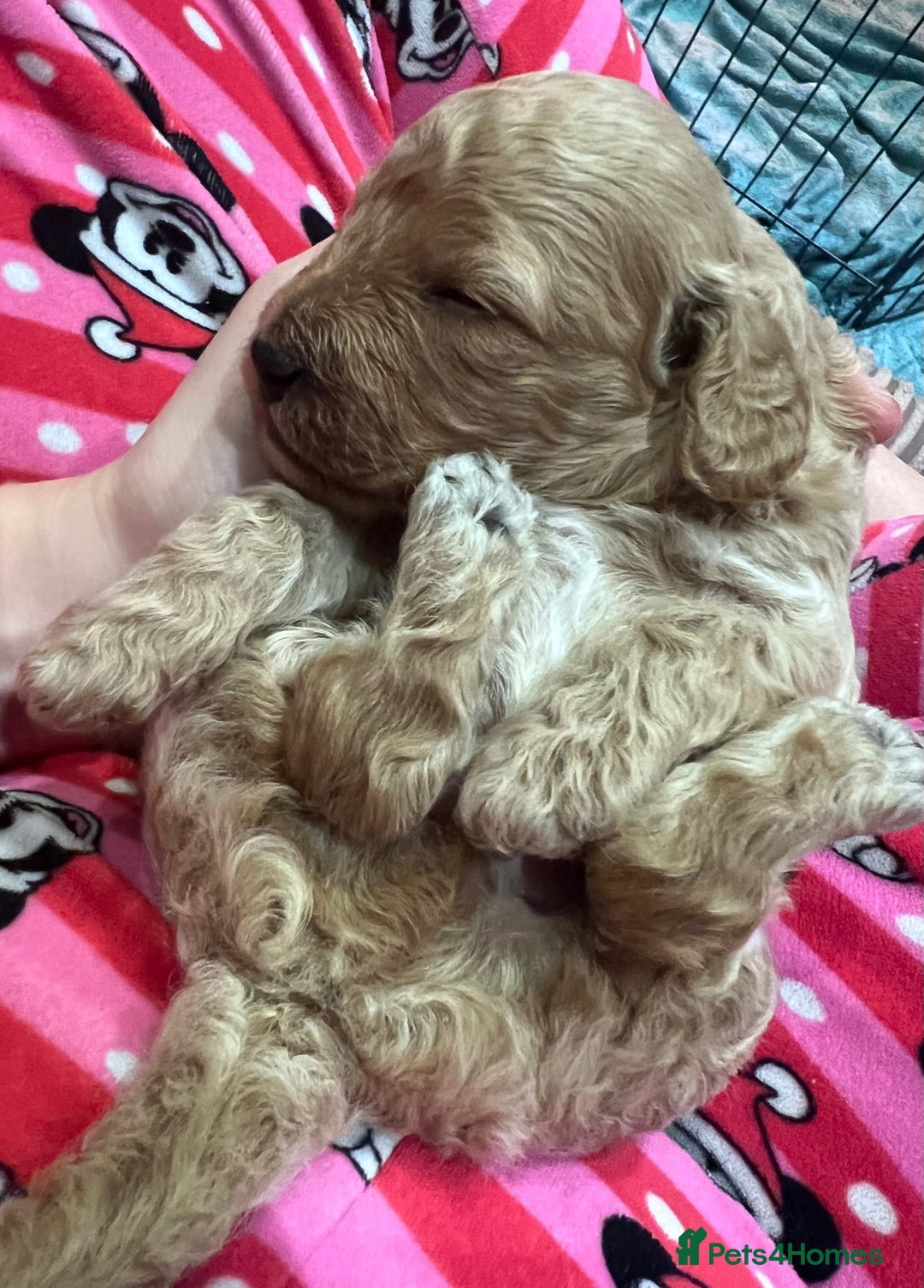 Cockapoo dogs for sale: F1B Cockapoo Puppies - Image 28
