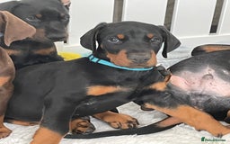 Dobermann dogs for sale: KC REG Fully health tested parents - Image 19
