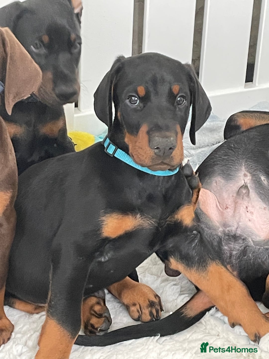 Dobermann dogs for sale: KC REG Fully health tested parents - Image 19