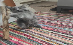 Ragcoon cats for sale: Maine coon X Ragdoll kitten - Image 11