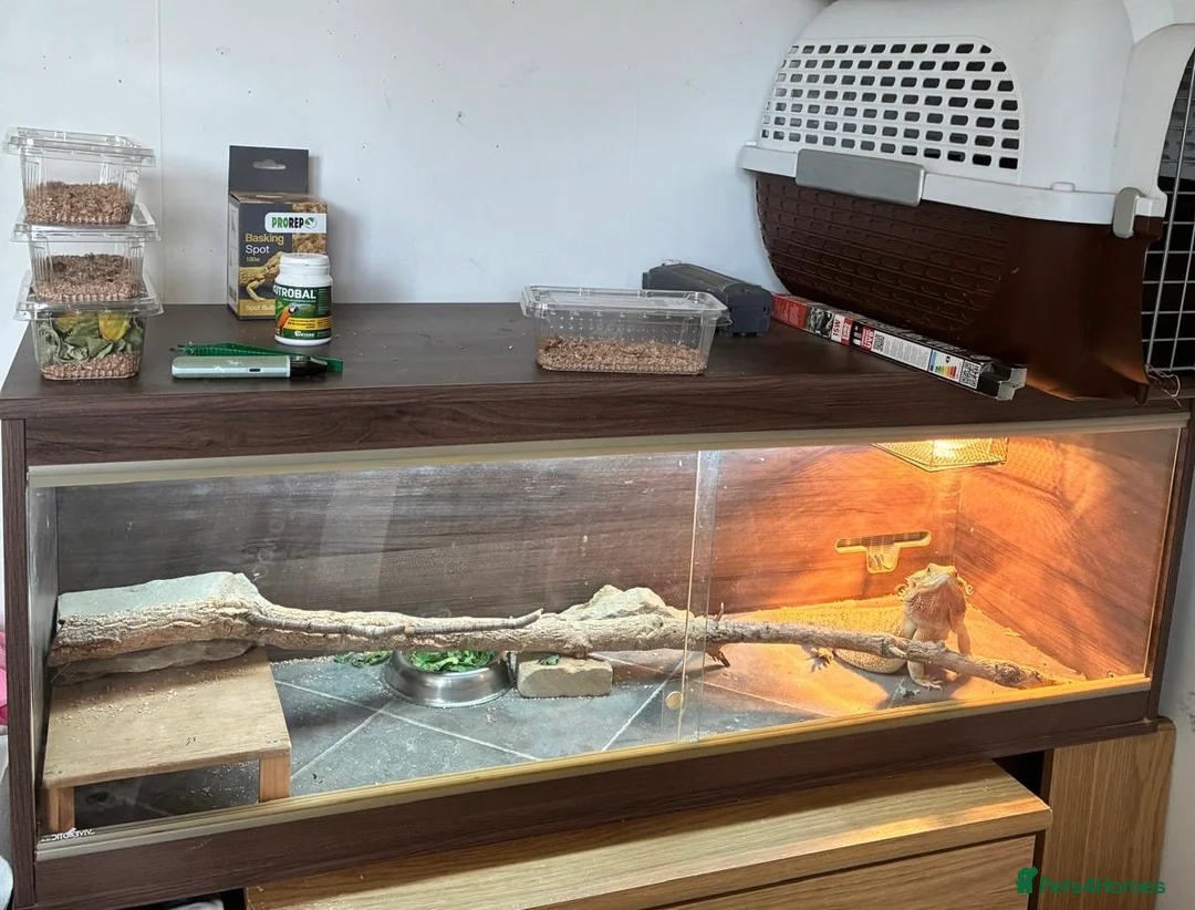 Bearded Dragon reptiles for sale: Female bearded dragon  in Stroud - Advert 1