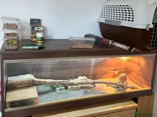 Bearded Dragon reptiles Female bearded dragon in Stroud - Advert 2