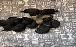 Miniature Schnauzer dogs for sale: Miniature schnauzers pups - Image 15