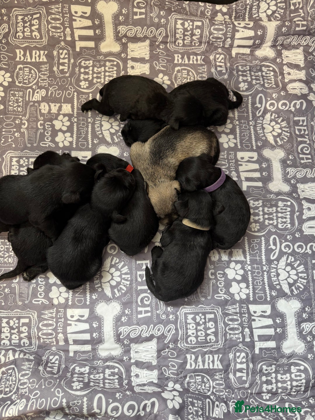 Miniature Schnauzer dogs for sale: Miniature schnauzers pups - Image 15