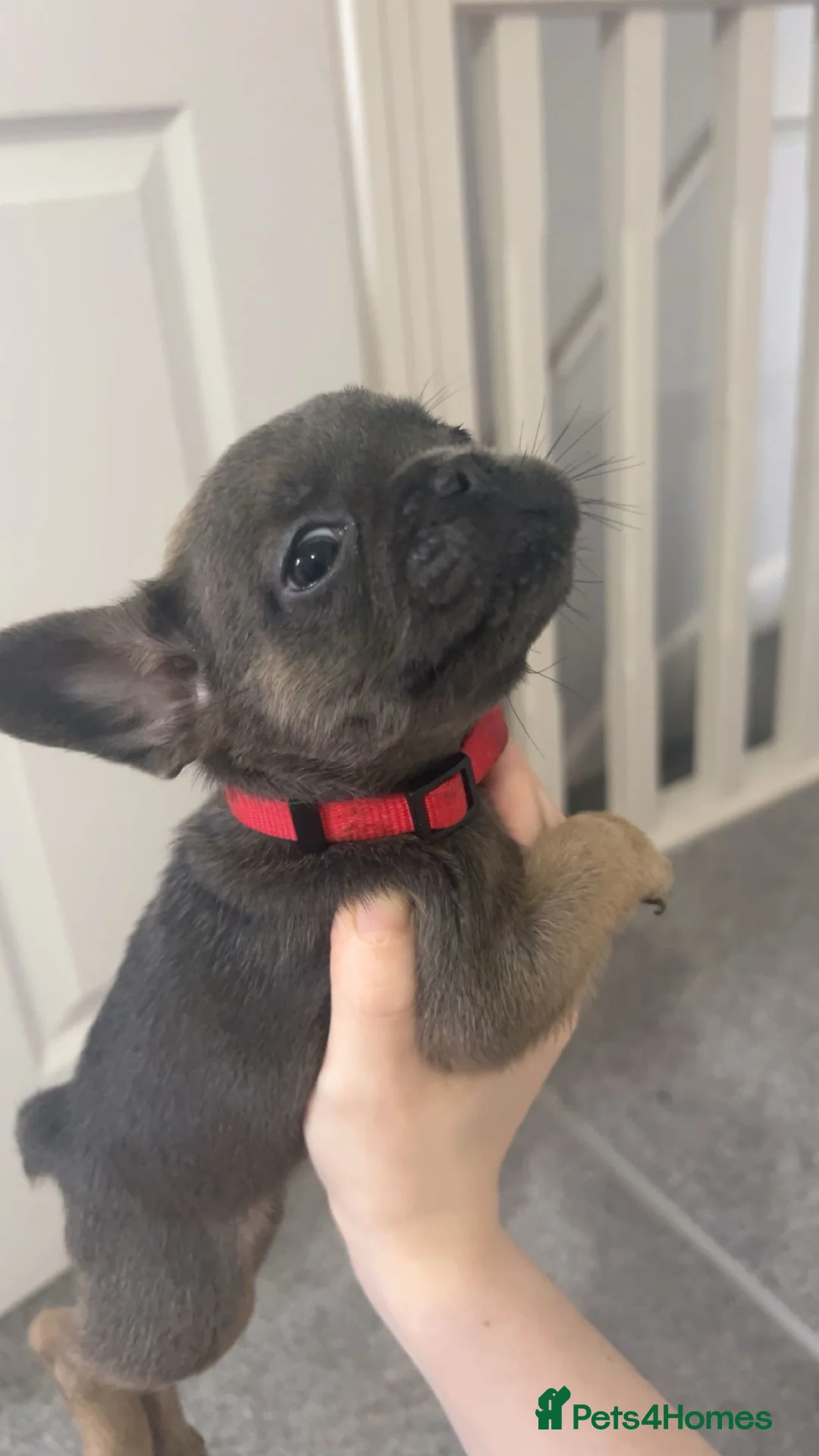 French Bulldog dogs for sale: FLUFFY PINK ISABELLA BLUE TAN KC REGISTERED  - Advert 12
