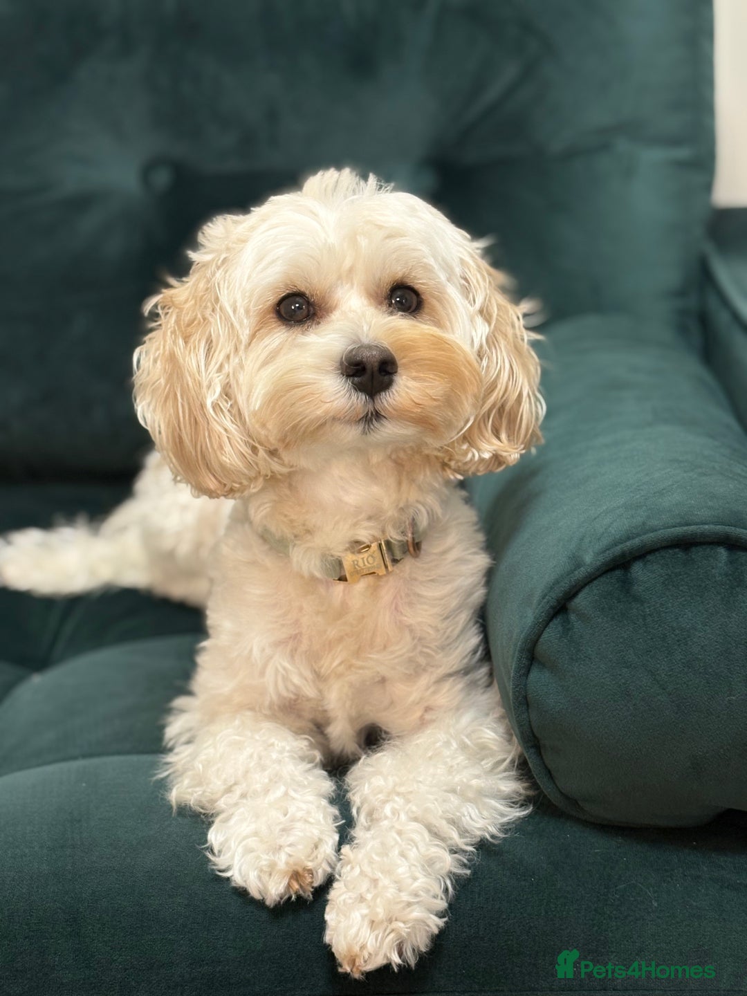 Poochon dogs for stud: Rio: Handsome, Gentle & Ready to Stud ✨ - Advert 3