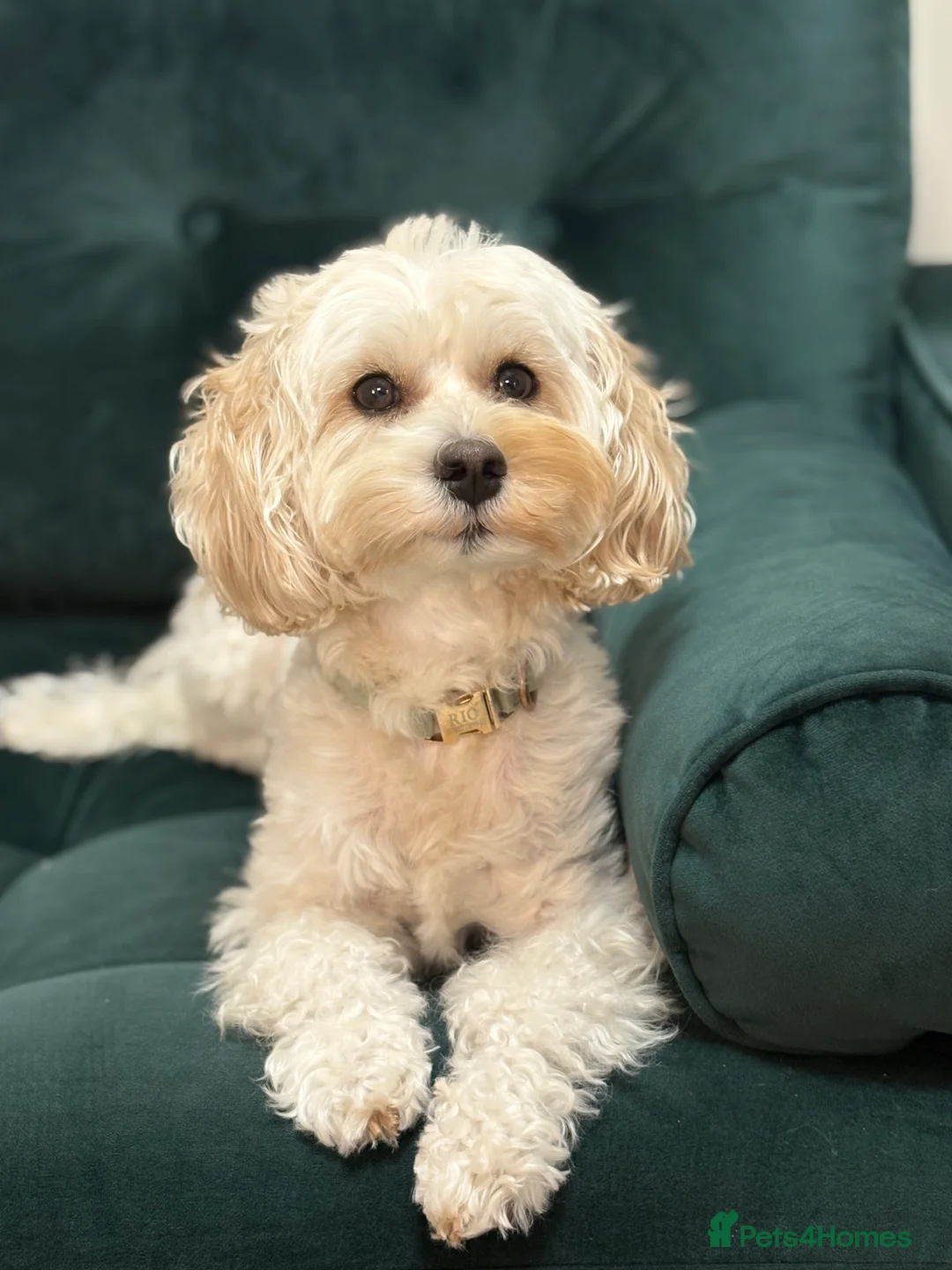 Poochon dogs for stud: Rio: Handsome, Gentle & Ready to Stud ✨ - Advert 3