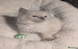Ragdoll cats for sale: 💕💛GCCF Registered 💛💕Pedigree Ragdoll kittens - Image 6