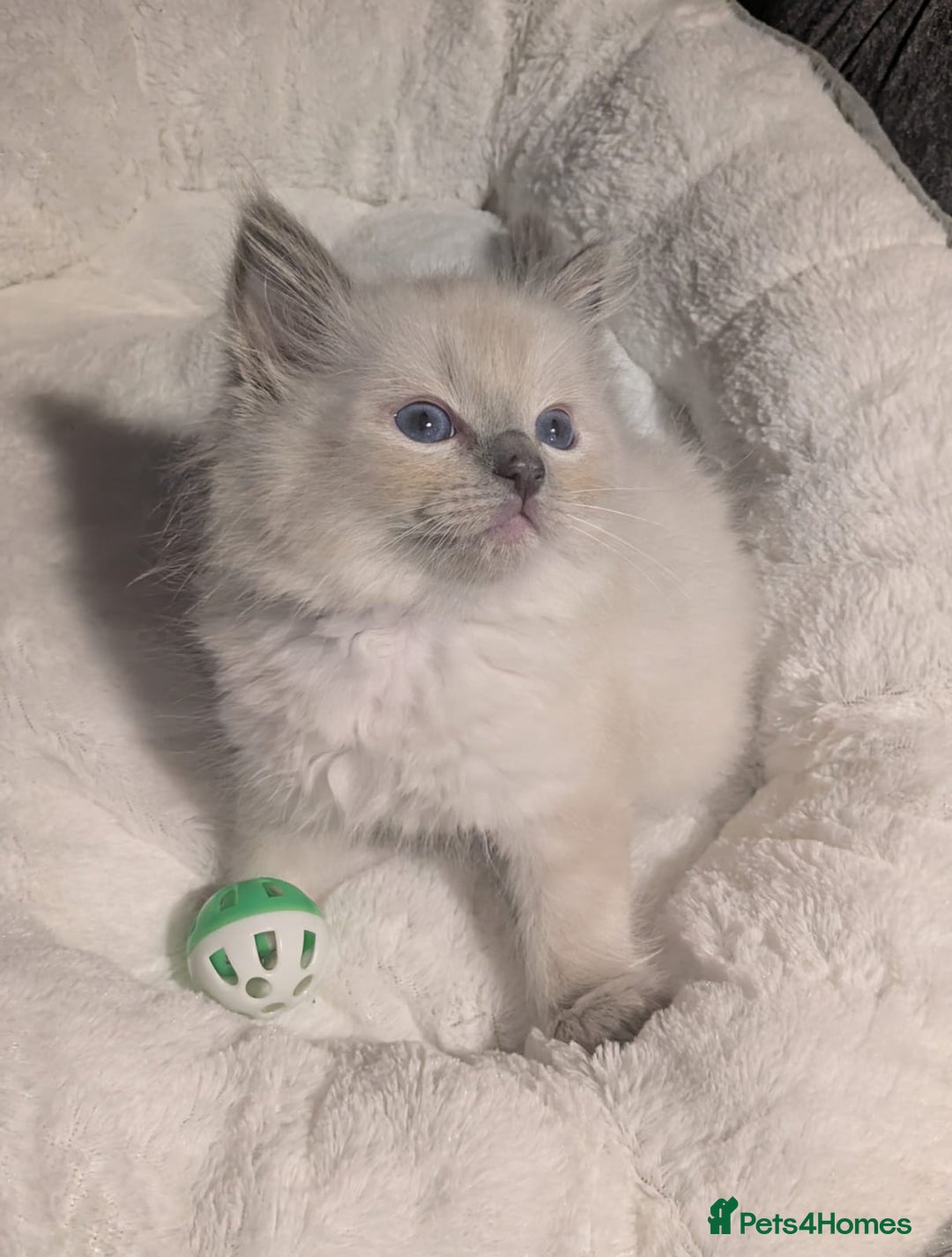 Ragdoll cats for sale: 💕💛GCCF Registered 💛💕Pedigree Ragdoll kittens - Image 6