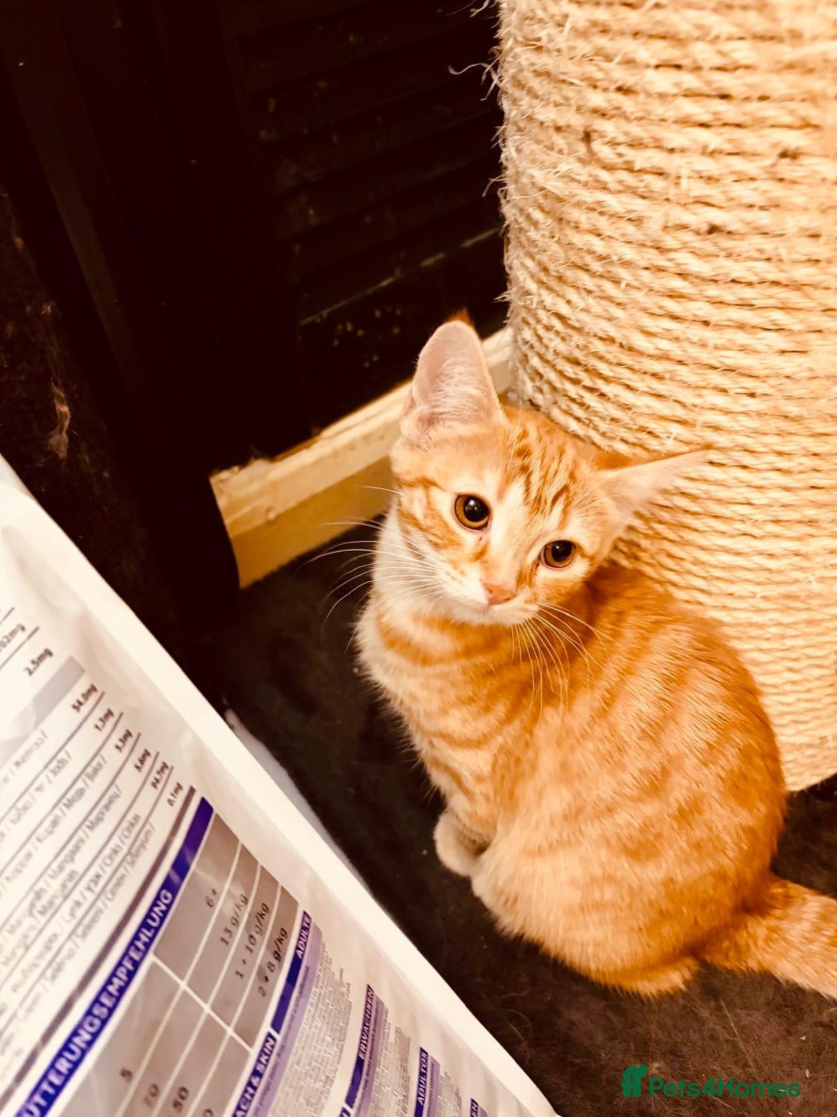 Mixed Breed cats Gorgeous Ginger girl–Vaccinated +4 Weeks Insurance - Advert 2