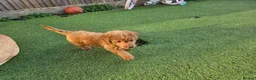 Labradoodle dogs for sale: 4 beautiful labradoodle puppys in Southampton - Advert 18