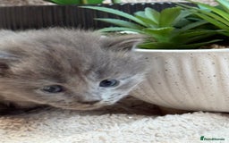 Maine Coon cats for sale: Adorable Blue Maine coon kittens - Image 5