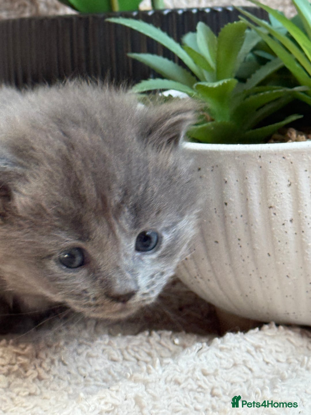 Maine Coon cats for sale: Adorable Blue Maine coon kittens - Image 5