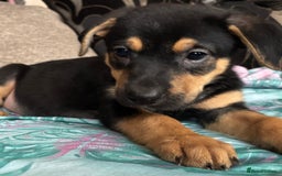 Mixed Breed dogs for sale: german shepard x old tyme bulldog  - Image 15