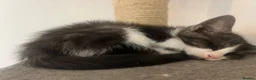 Mixed Breed cats for sale: Maine Coon × Ragdoll Kittens – Ready Now 🐾 - Advert 11