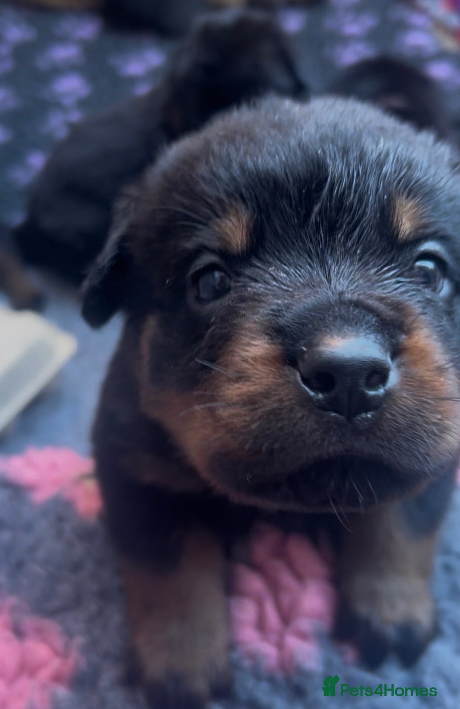 Rottweiler dogs Rottweilers kc reg fully hereditary tested - Advert 6