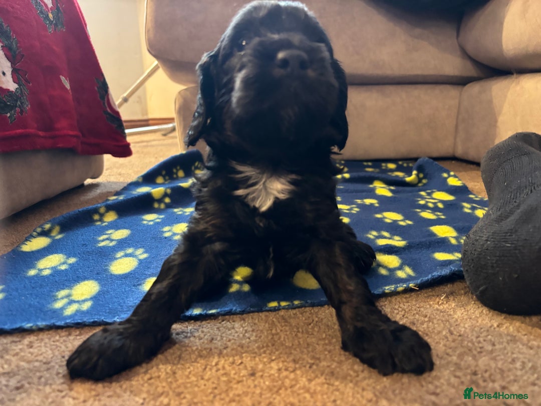 Cockapoo dogs for sale: Boys cockerpoo puppies - Advert 5