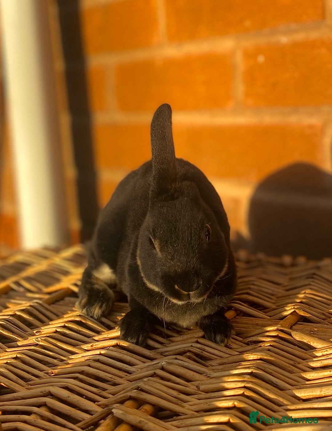 Rex rabbits for sale: Female & male otter/BEW mini rex rabbits  - Image 10