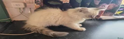 Mixed Breed cats for sale: Super fluffy ragdoll kittens. Cuddly teddy bears - Advert 8