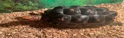 Tortoise reptiles for sale: 2 x red footed tortoises in Basildon - Advert 5