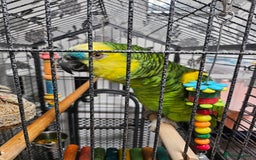 Parrots birds for sale: Amazon  - Image 6