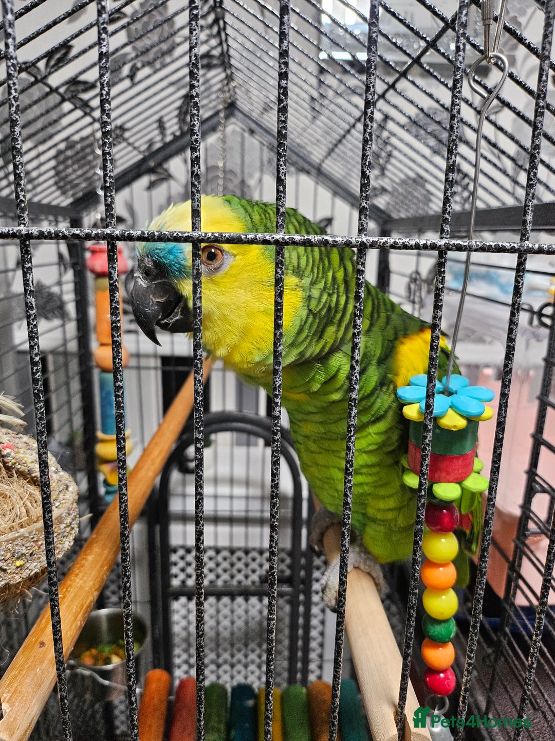 Parrots birds for sale: Amazon  - Image 6