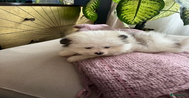 Mixed Breed dogs - Advert 15