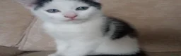 Ragdoll cats for sale: Adorable Ragdoll/Chinchilla Persian kitten  - Advert 7