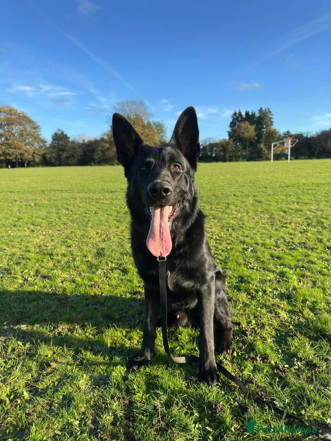 German Shepherd dogs for stud: Purebred GSD Male For *STUD*  in St Albans - Advert 3