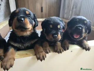 Rottweiler dogs 3 adorable rottweiler girls - Advert 12