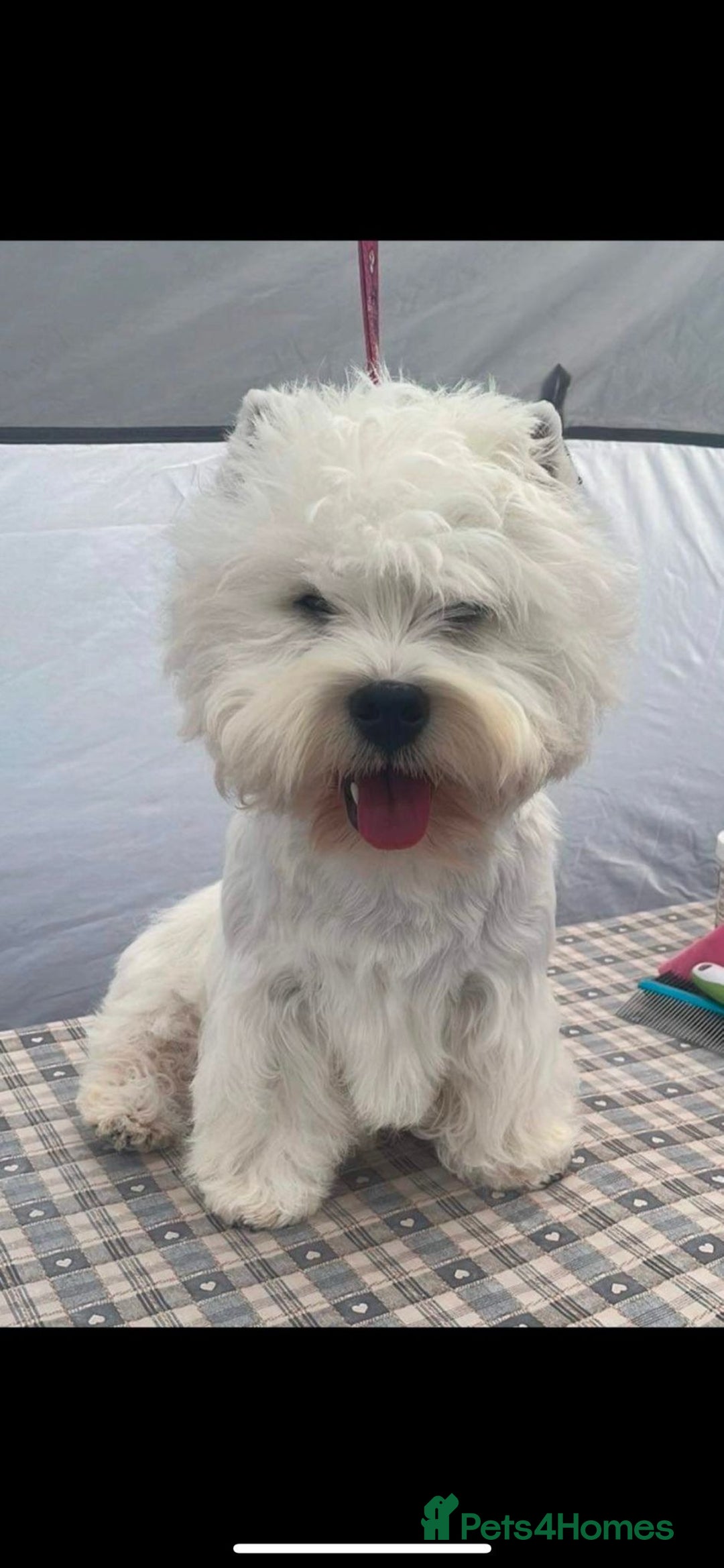 West Highland Terrier dogs for sale: West Highland White Terrier Puppies ♥️💙💚💜 - Advert 11