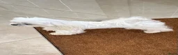 Maltese dogs for stud: korean maltese stud  in Newmarket - Advert 1