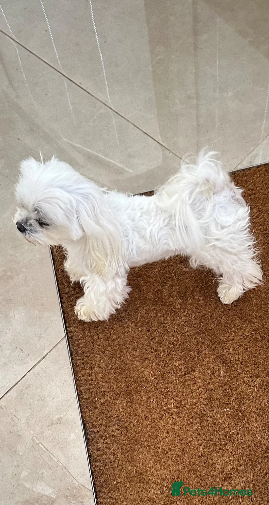 Maltese dogs for stud: korean maltese stud  in Newmarket - Advert 1