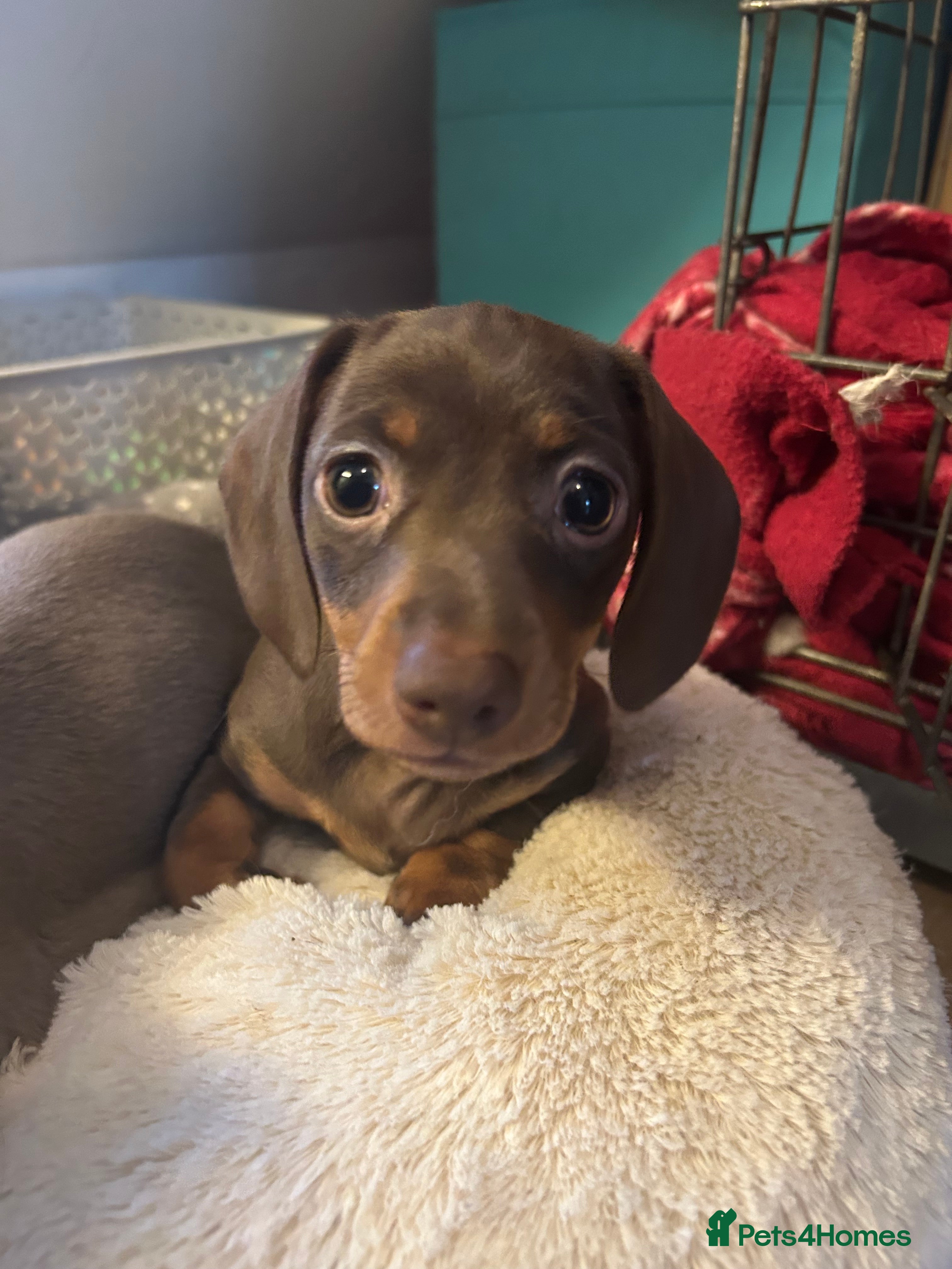 Dachshund dogs Gorgeous little girl dachshund  in Leighton Buzzard - Advert 3