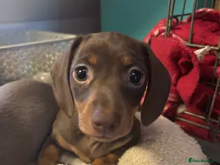 Dachshund dogs Gorgeous little girl dachshund in Leighton Buzzard - Advert 3